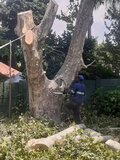 Photo #2. Complaint-review: Tiger Tree Felling - Tiger Tree Felling.